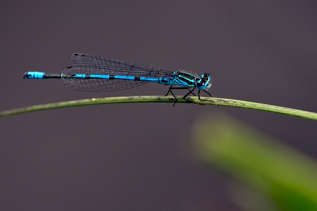 Azure Damselfly