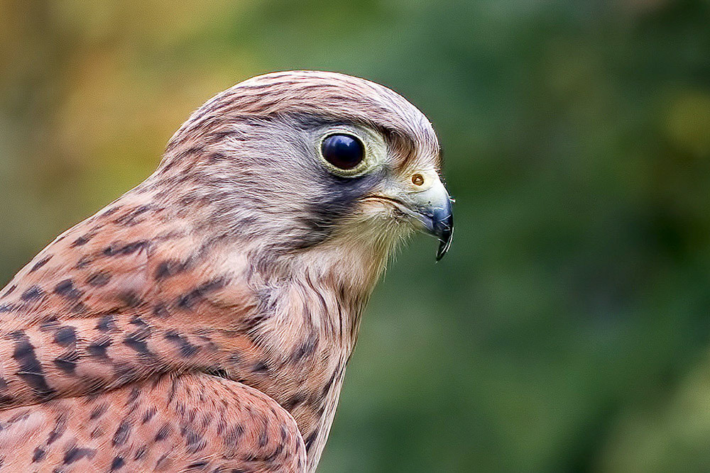 Kestrel