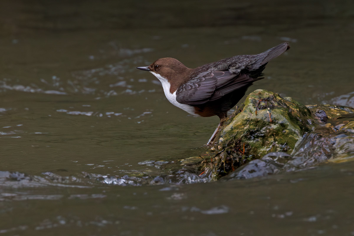 White-throated Dipper