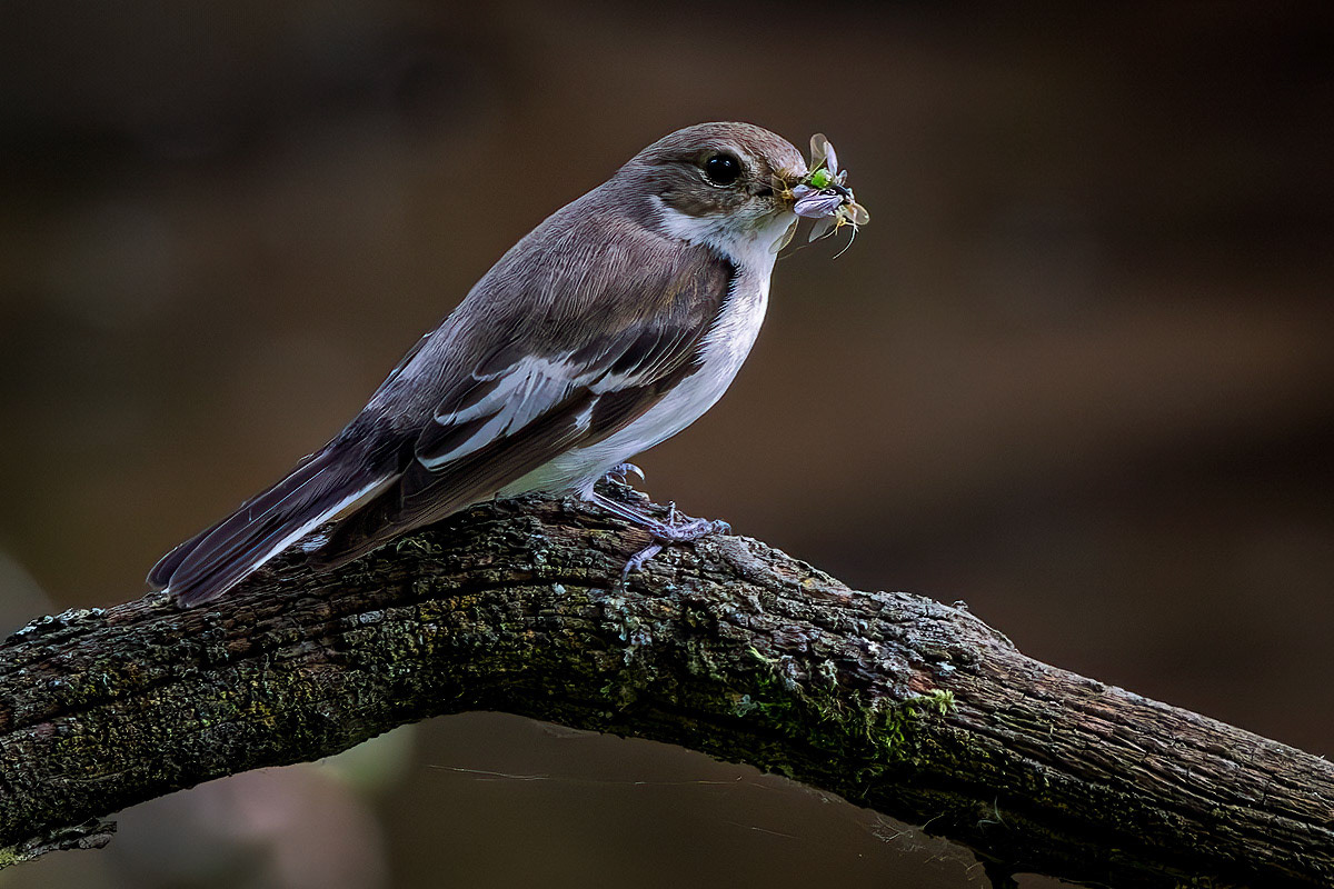 Pied Flycatcher