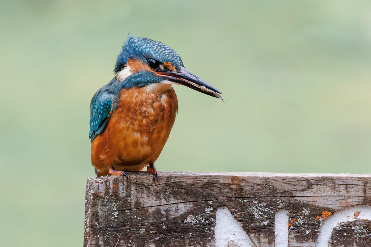 Kingfisher