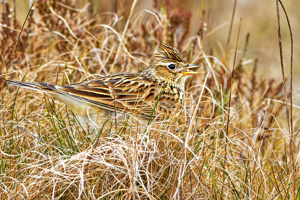 Skylark