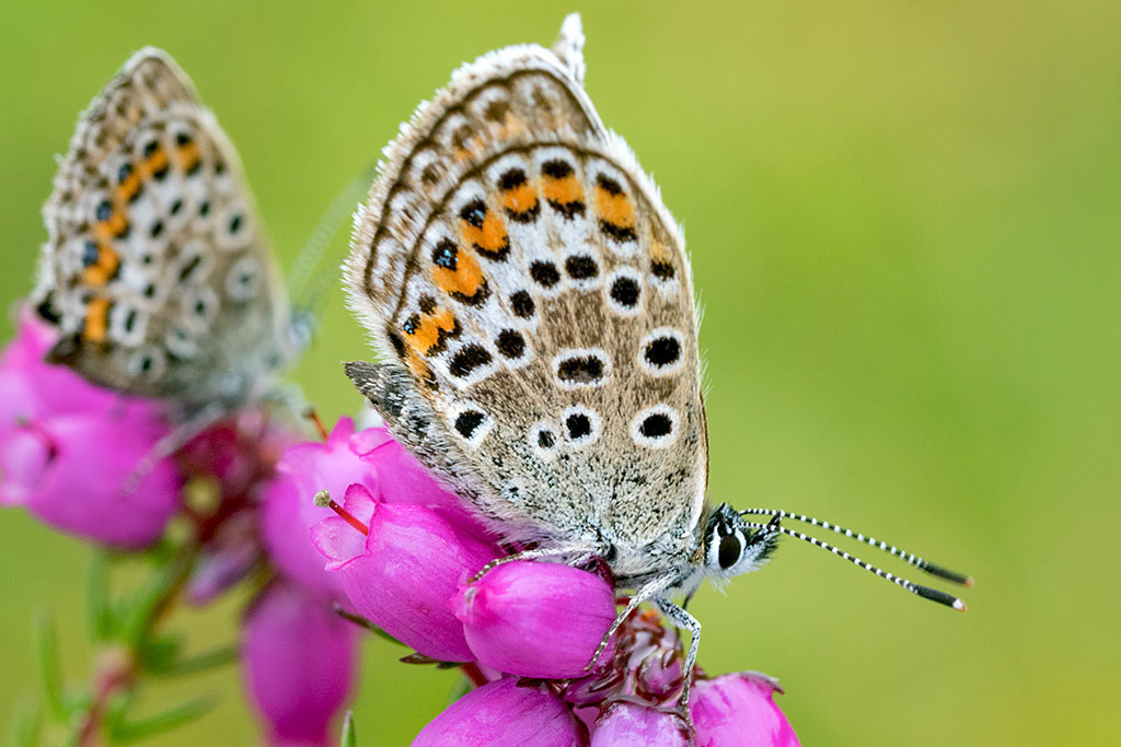 Silver-studded Blue
