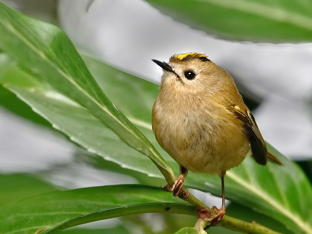 Goldcrest