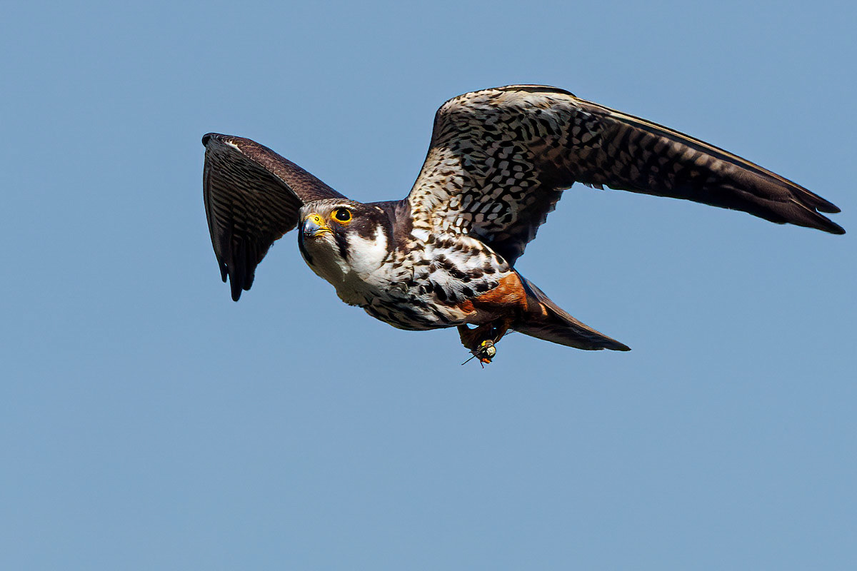Hobby