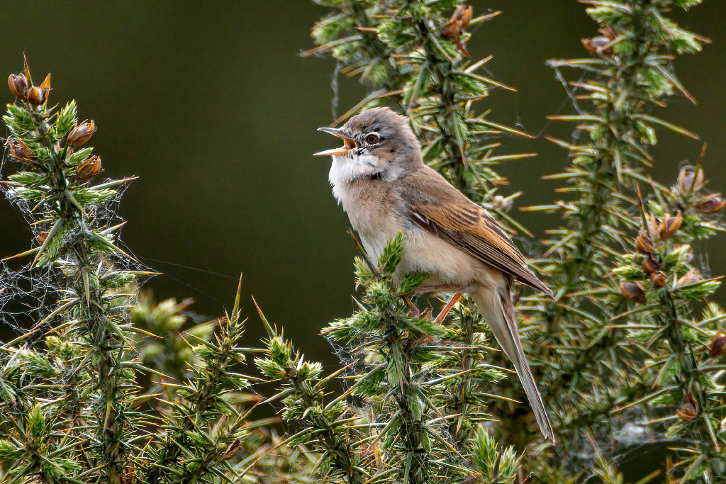 Common Whitethroat