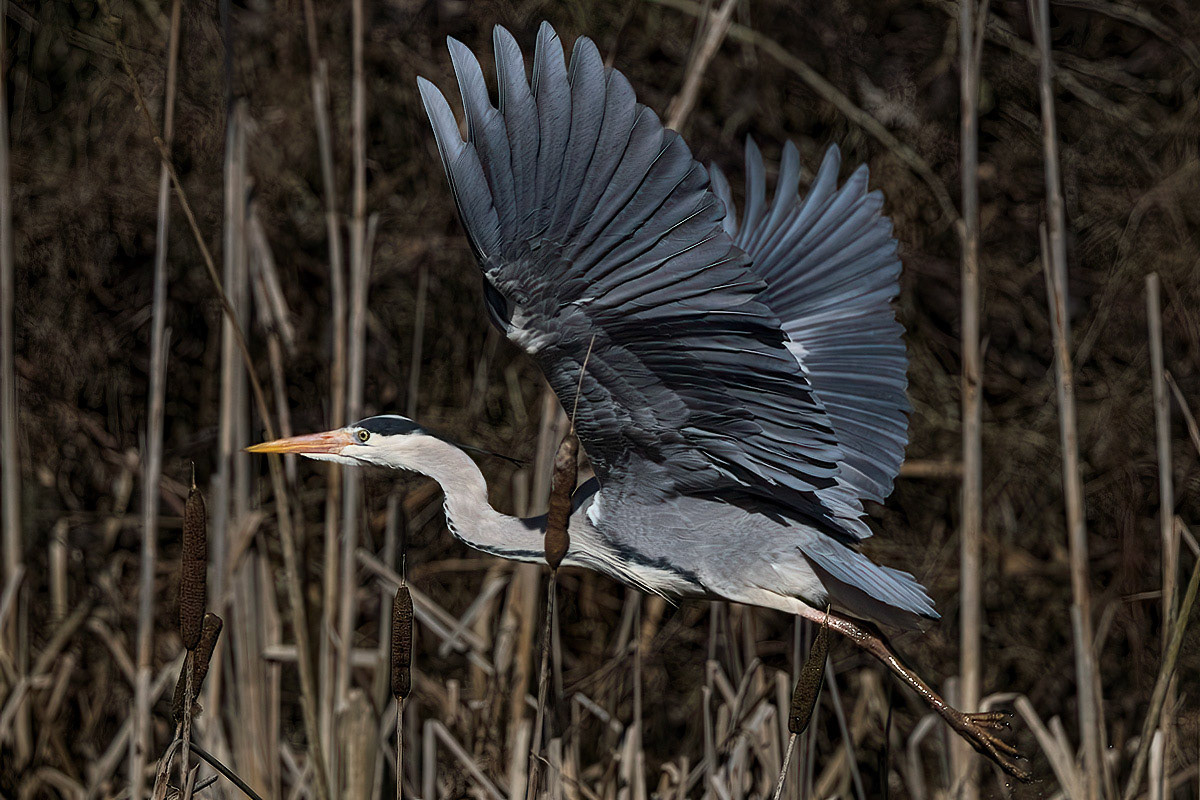 Grey Heron