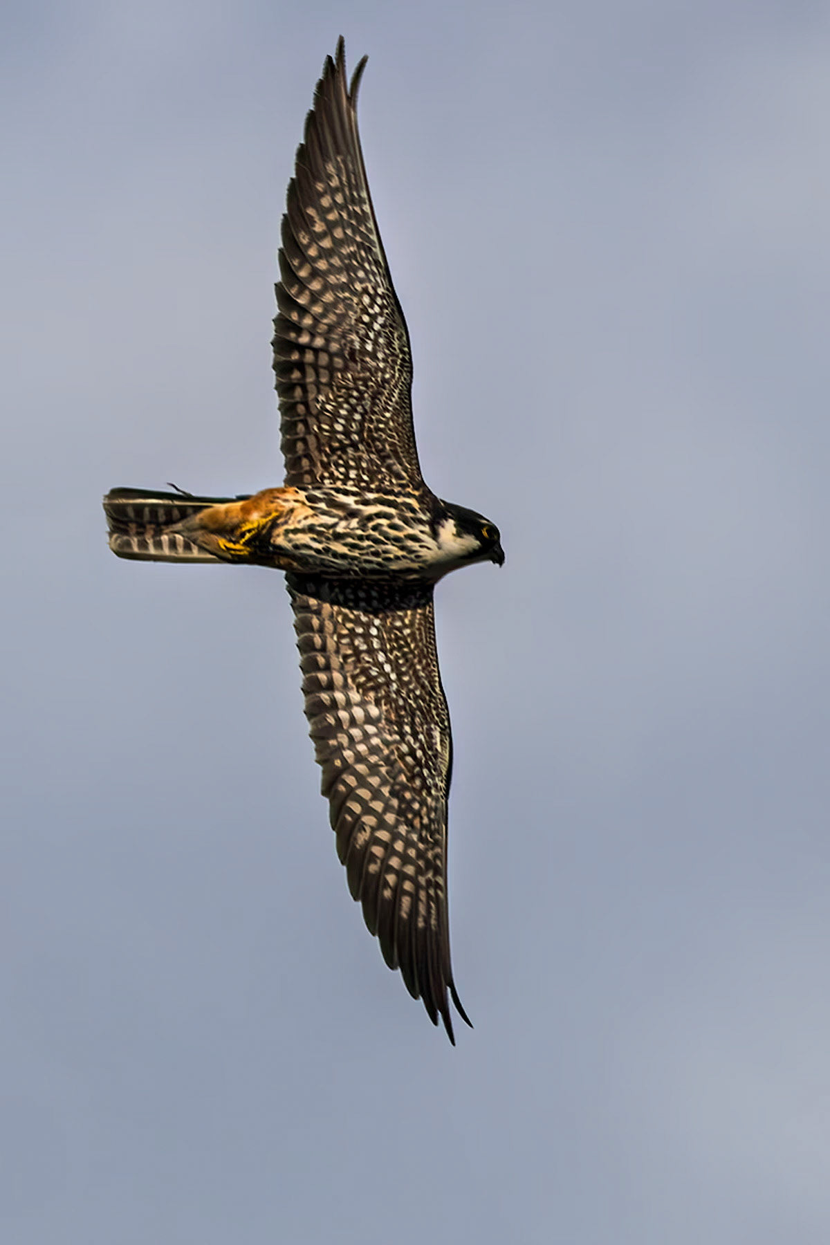 Hobby