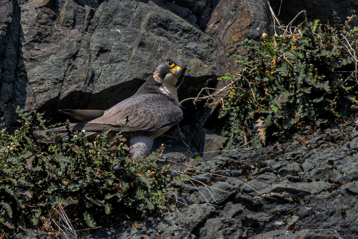 Peregrine