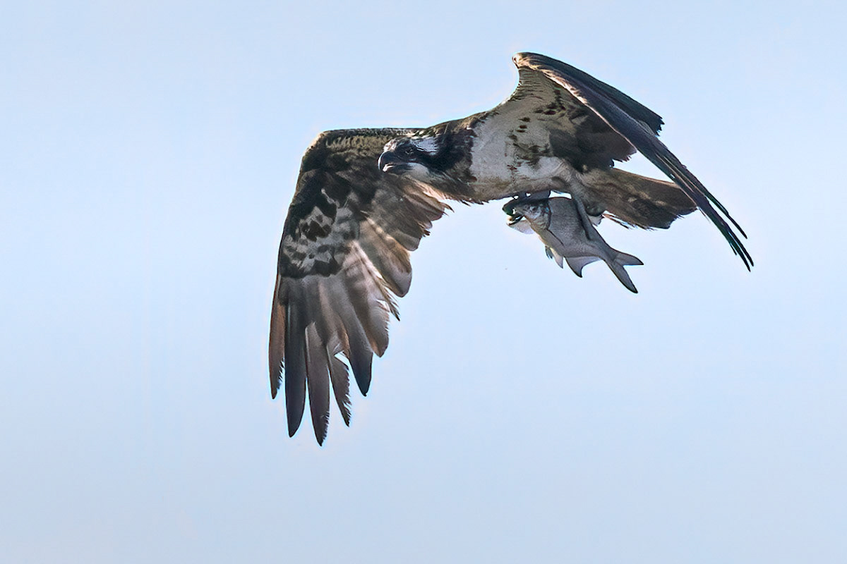 Osprey