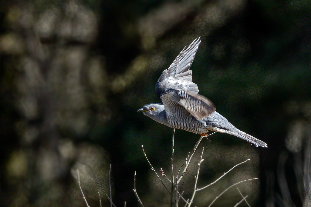 Cuckoo