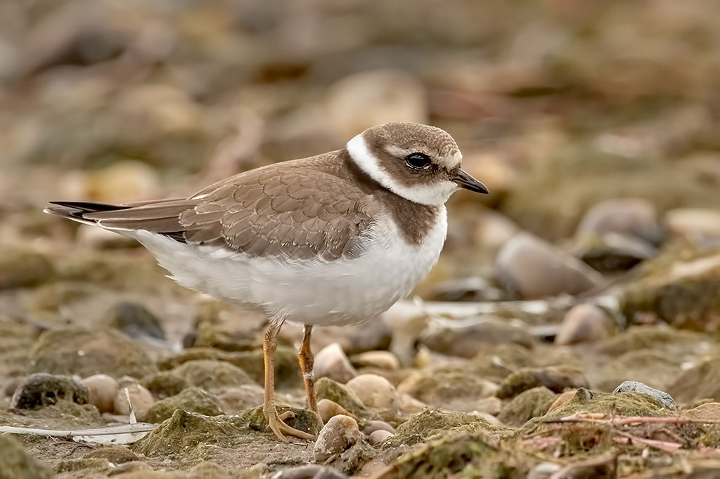 Ringed Plover