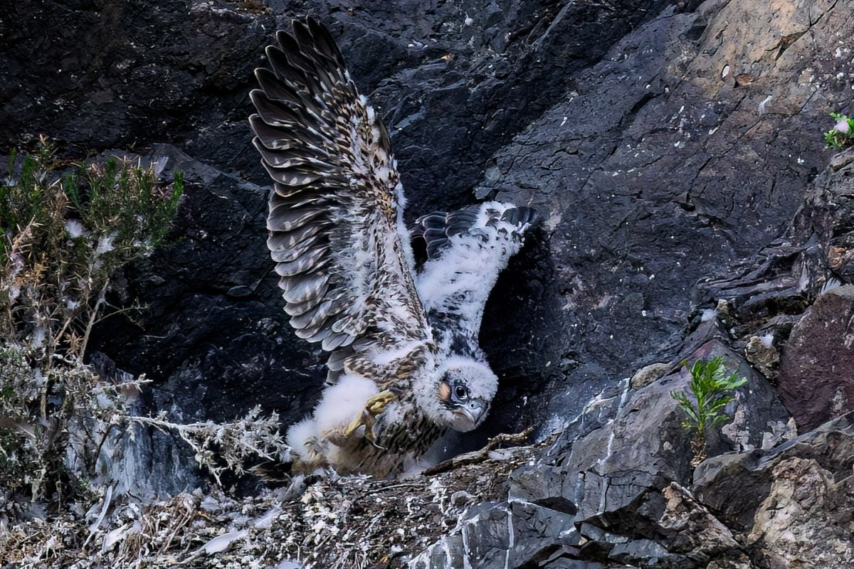 Peregrine