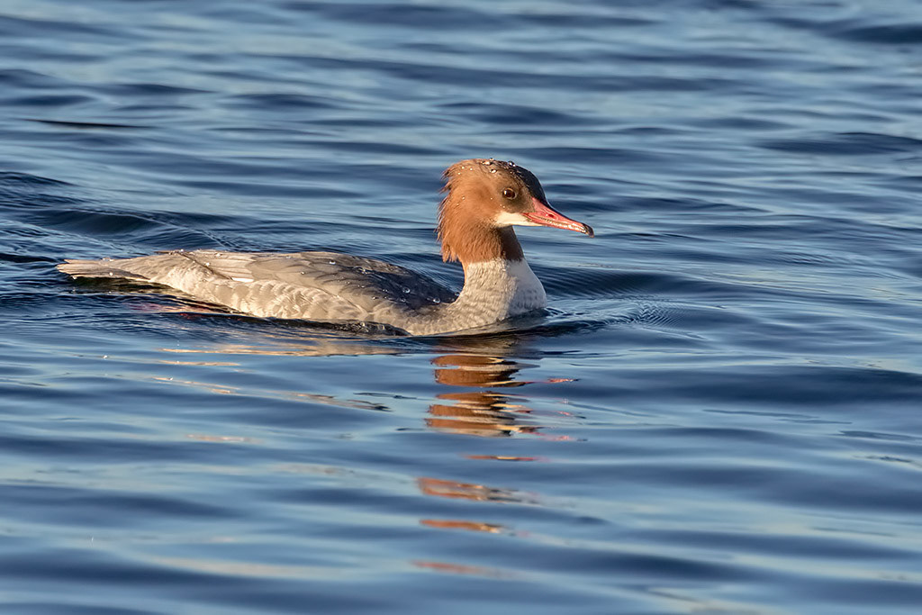 Goosander
