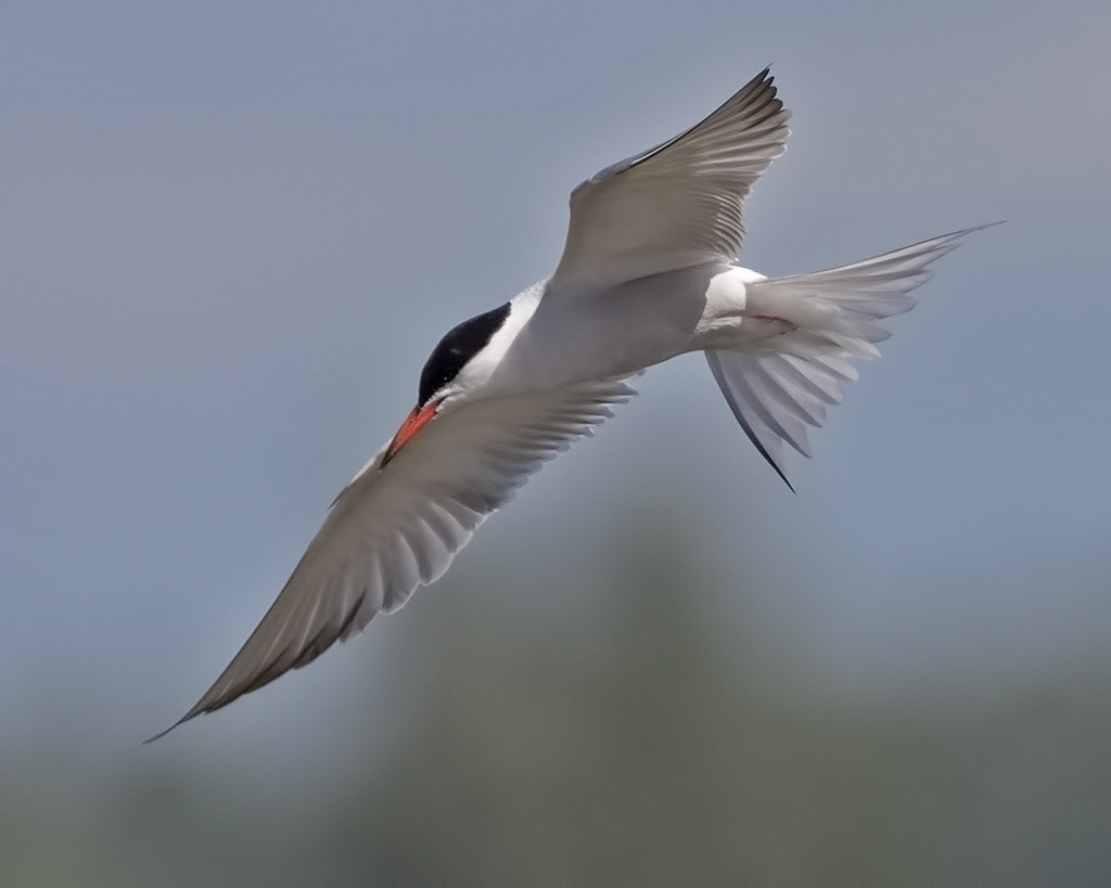 Common Tern