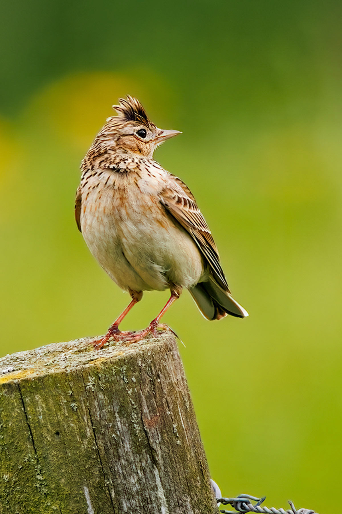Skylark