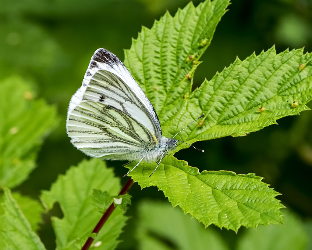 Green-veined White