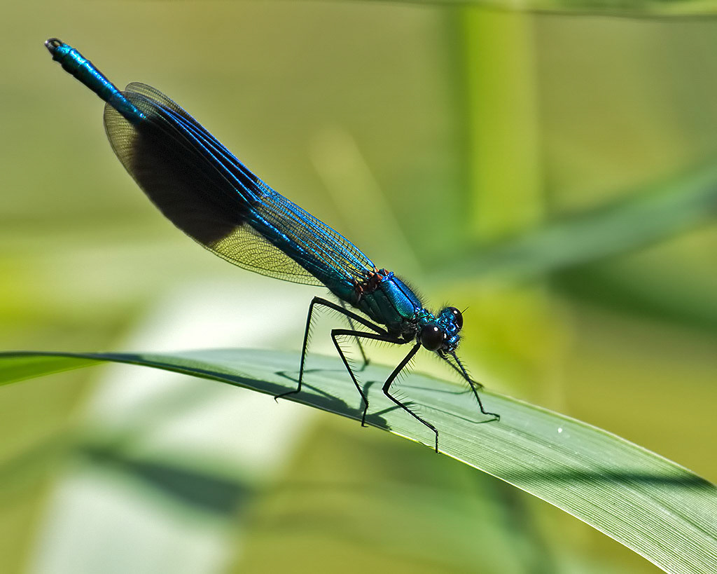 Banded Demoiselle