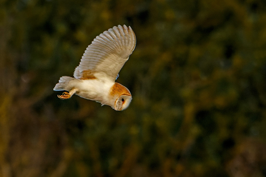 Barn Owl