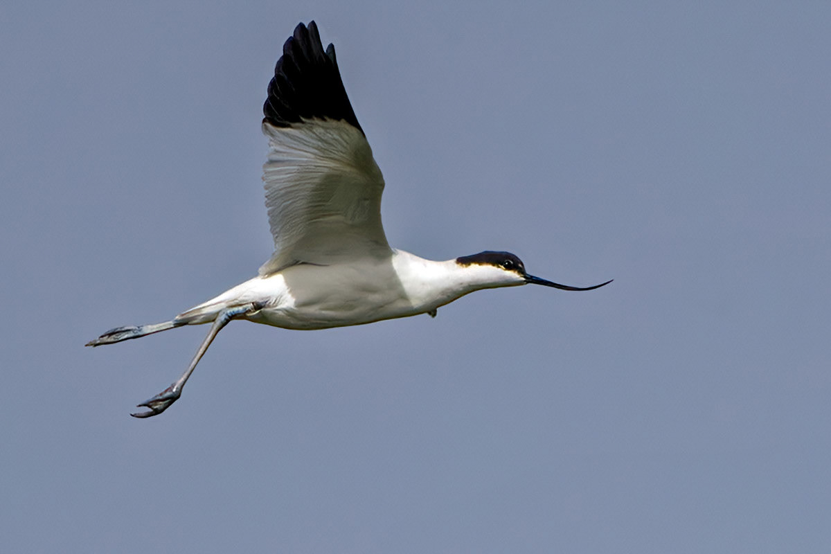 Avocet