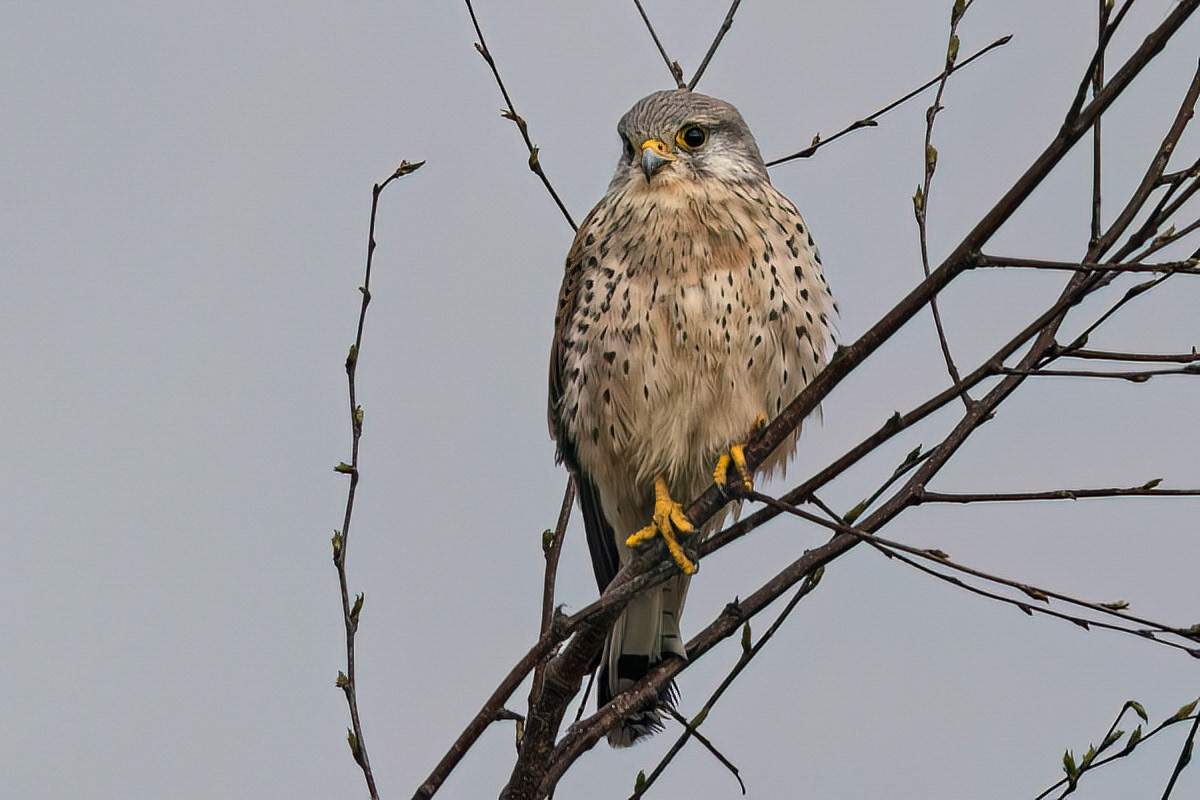 Kestrel