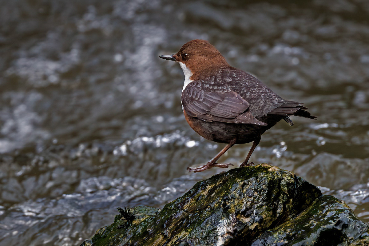 White-throated Dipper