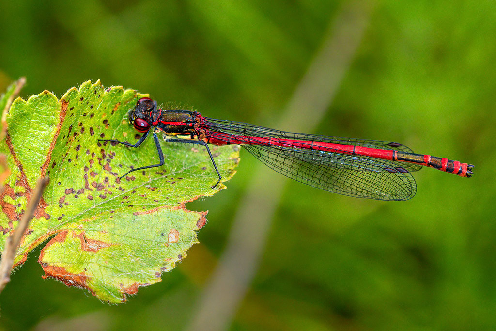 Large Red Damselfly