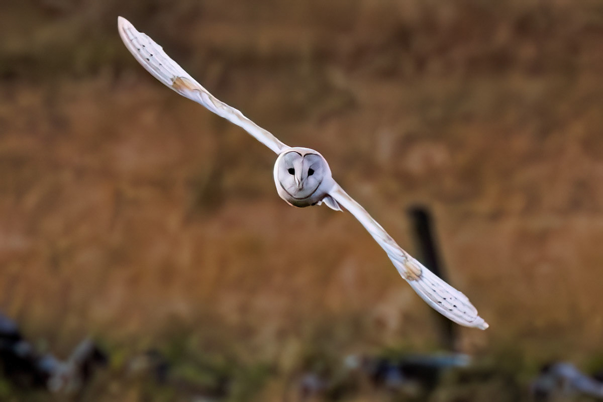 Barn Owl