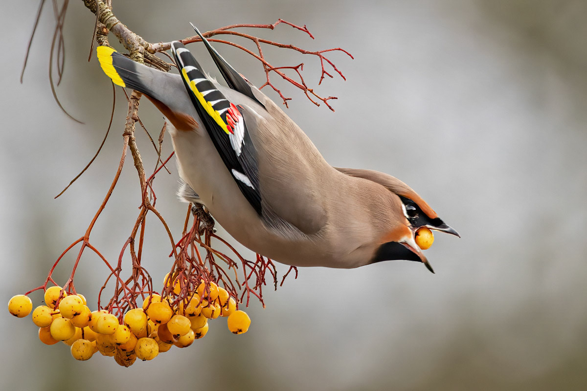 Waxwing