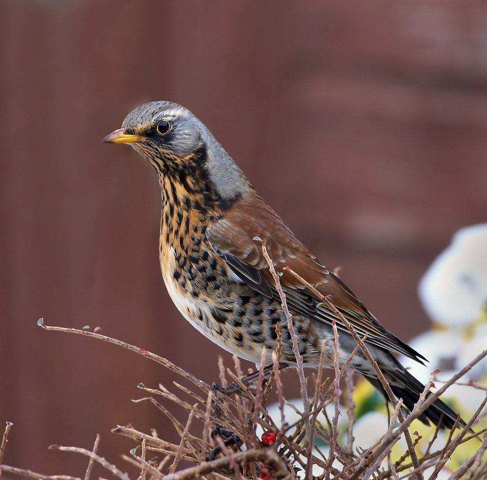 Fieldfare
