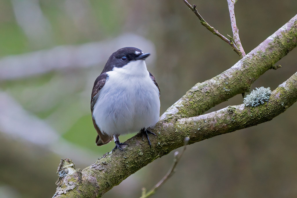 Pied Flycatcher