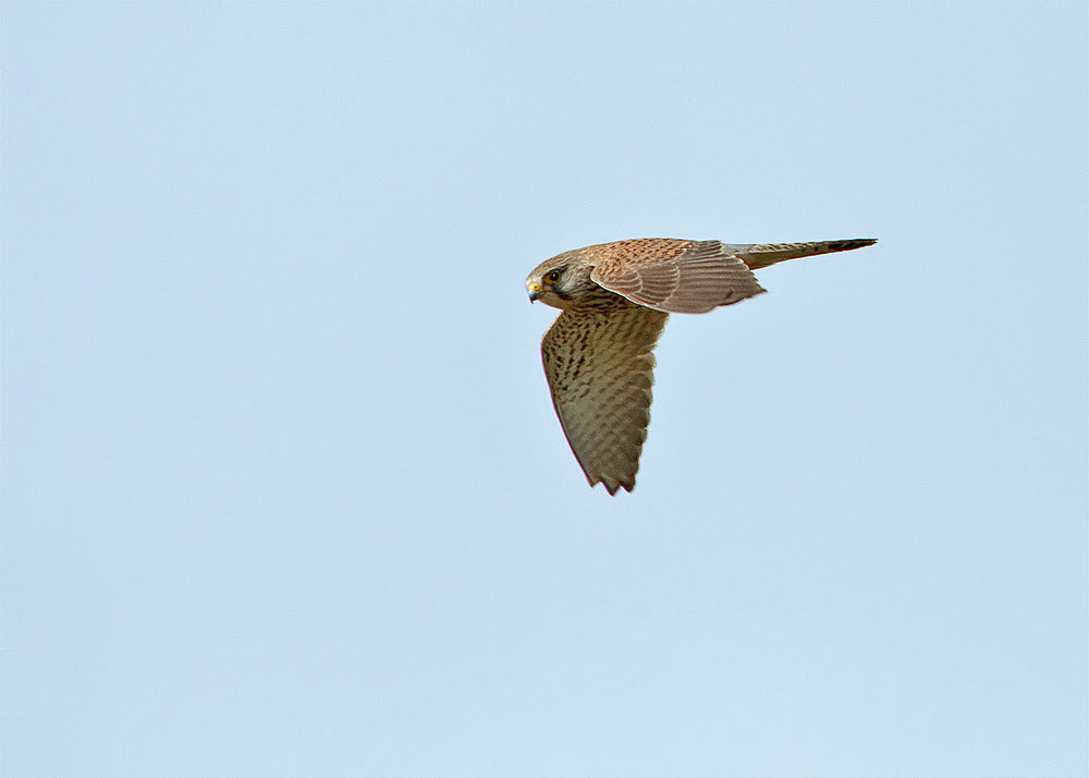 Kestrel