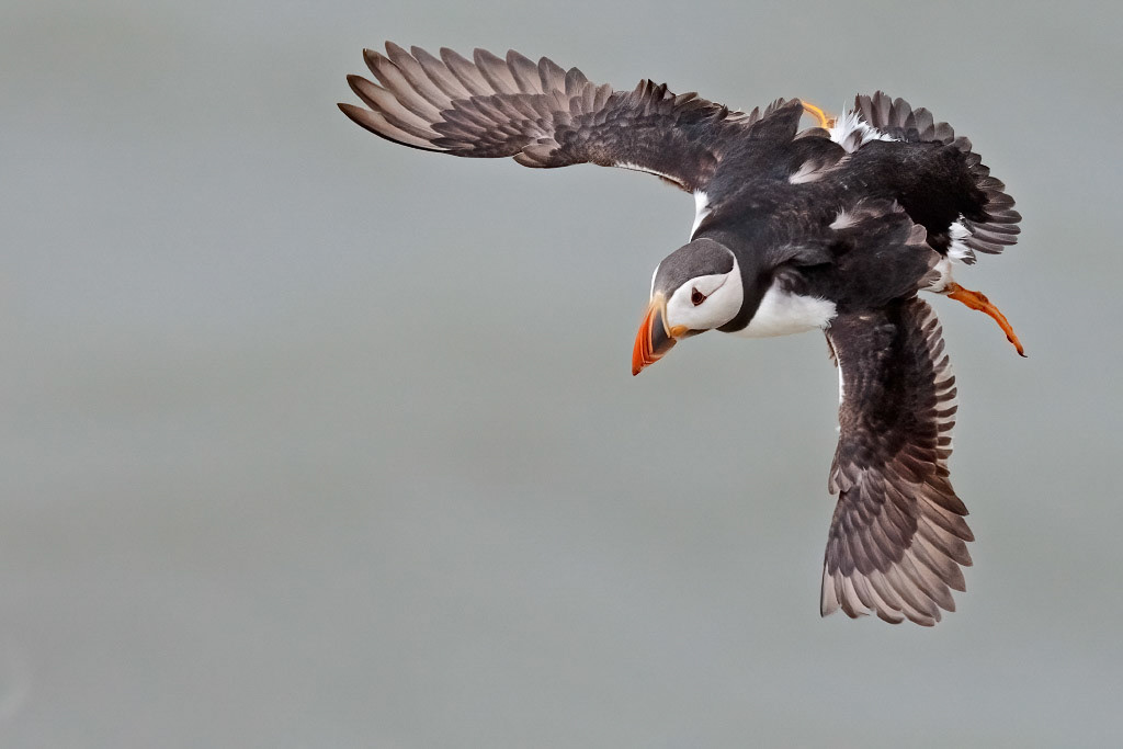 Puffin