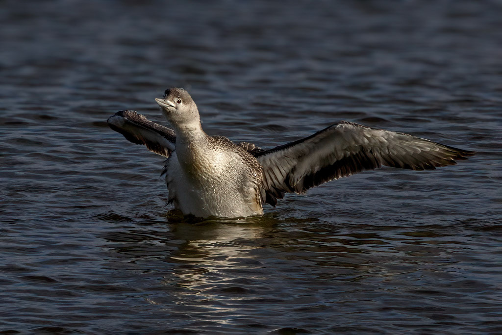 Red-throated Diver
