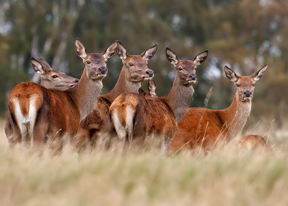 Red Deer