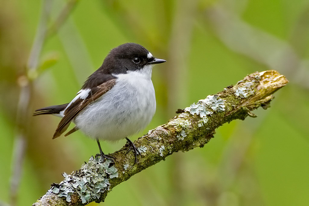 Male Pied Flycatcher