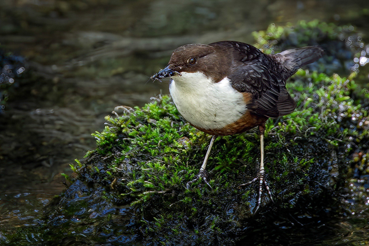 Dipper