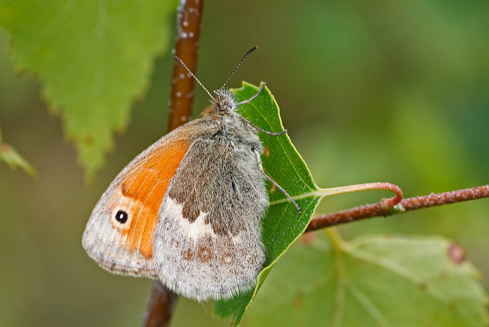 Small Heath