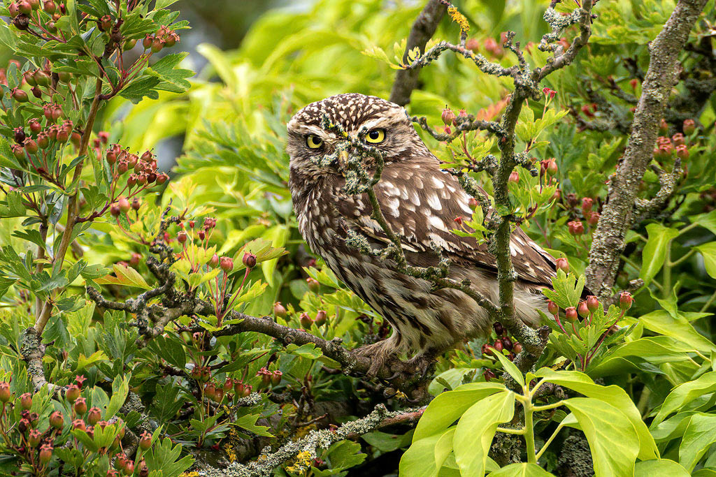 Little Owl