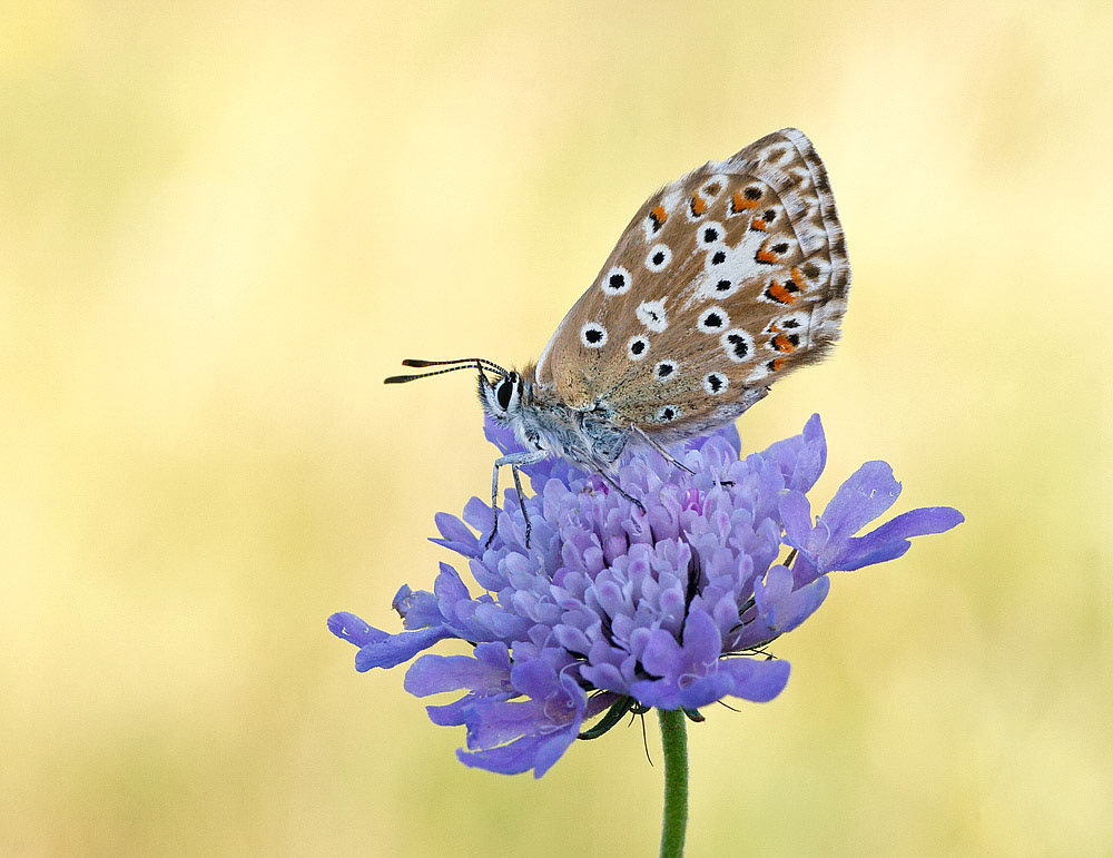 Chalkhill Blue