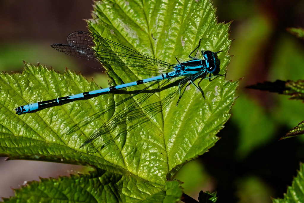 Azure Damselfly