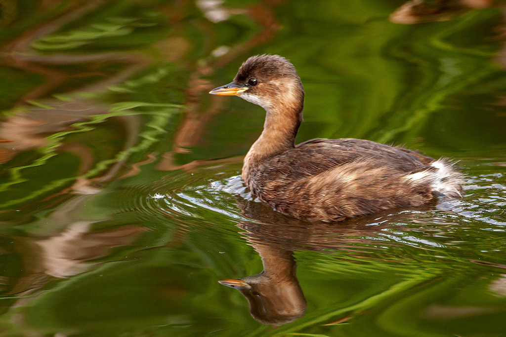 Little Grebe