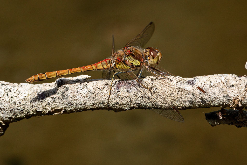 Common Darter