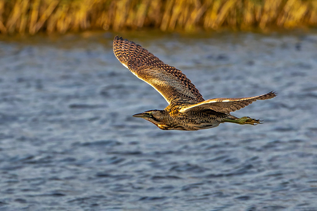 Bittern