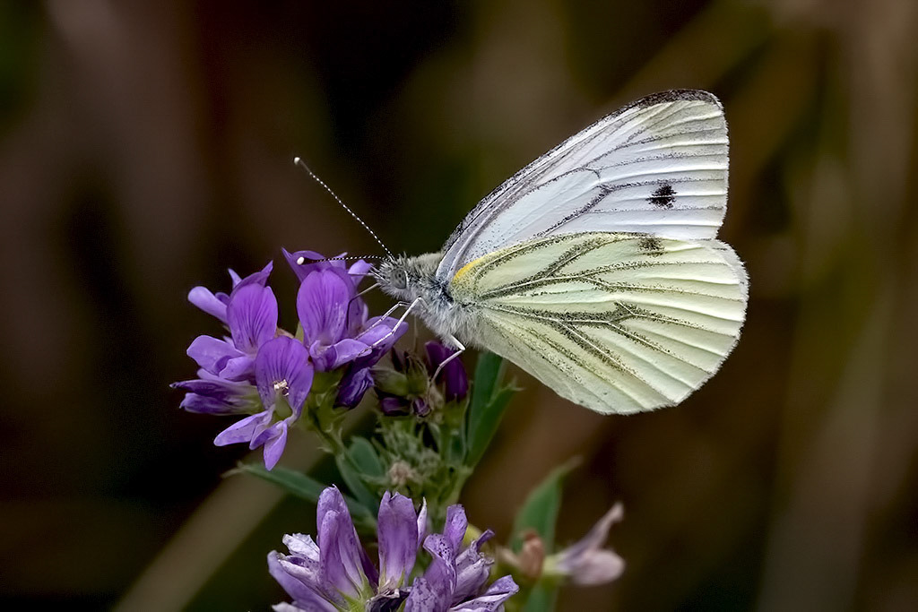 Green-veined White