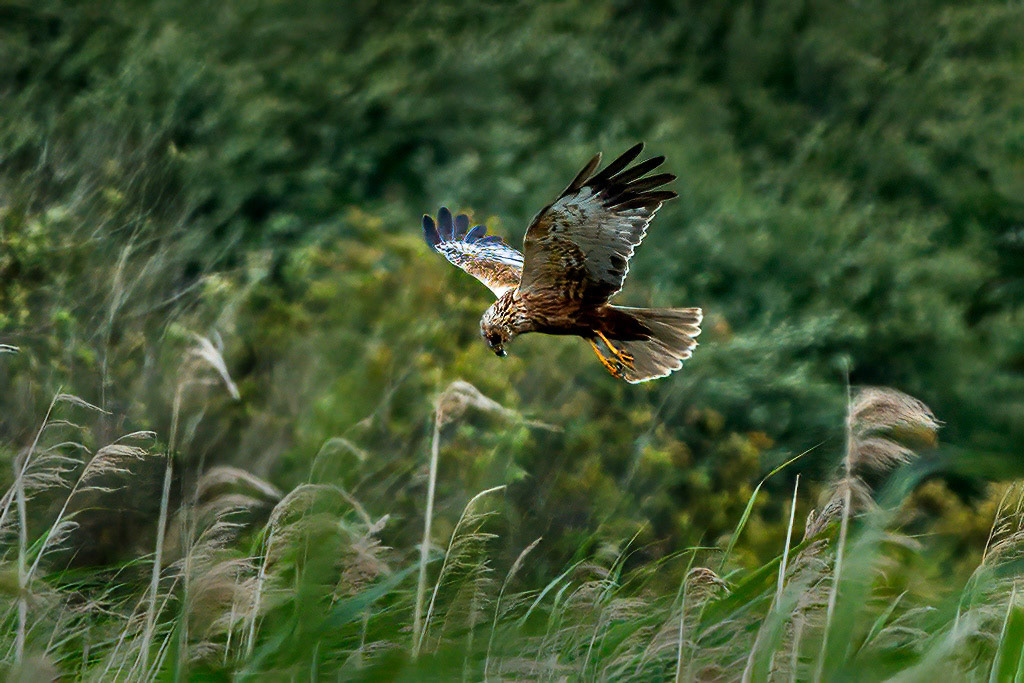 Marsh Harrier