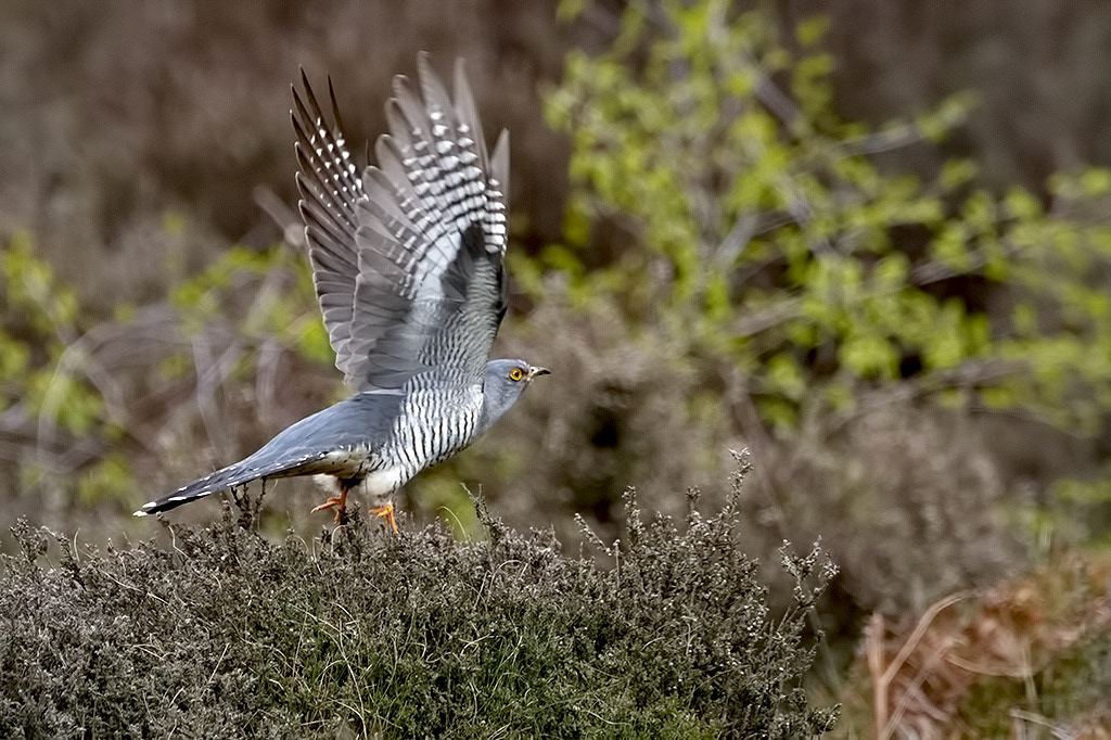 Cuckoo