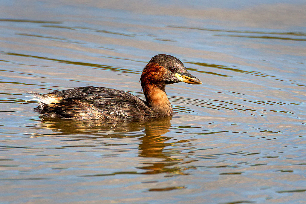 Little Grebe