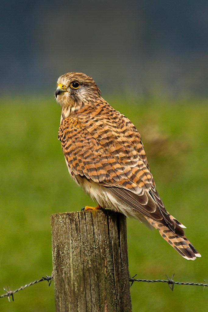 Kestrel