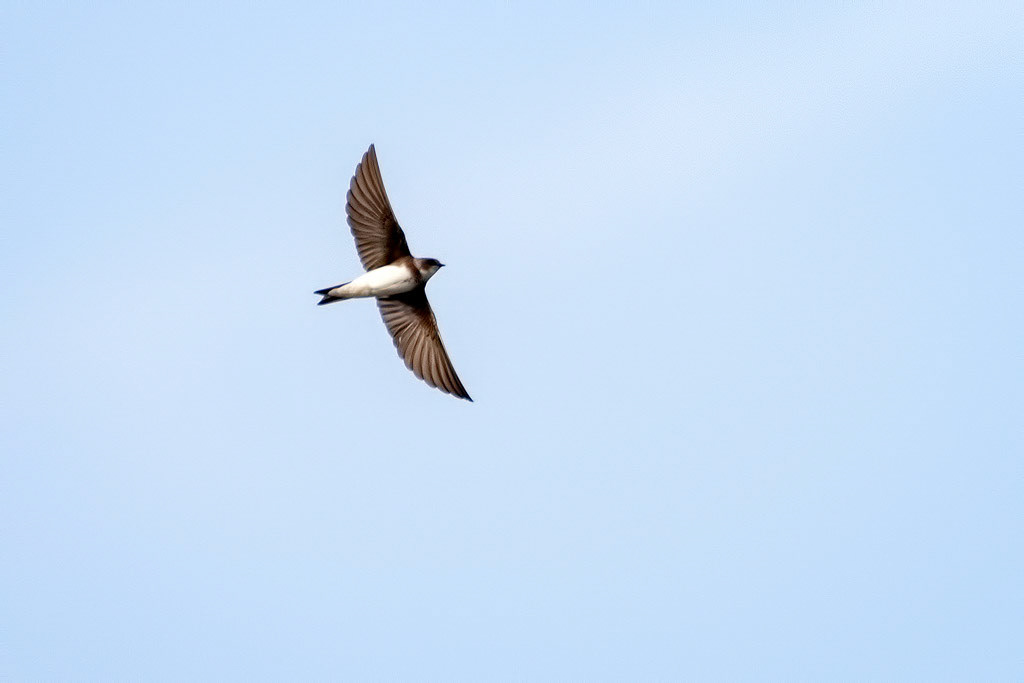 Sand Martin